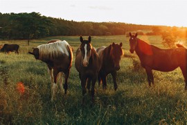 Foto Von Pferden, Die Im Grasfeld Grasen