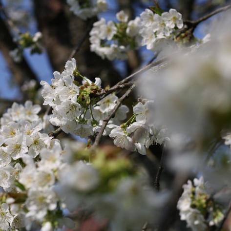 Kirschblüten im Mandelbachtal