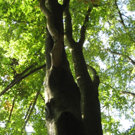 Frühsommer Mandelbachtal