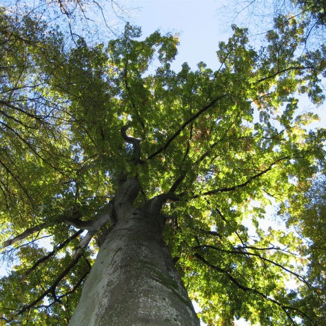 Frühsommer Mandelbachtal